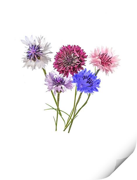 Cornflowers Print by Kevin Wailes