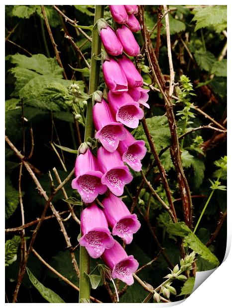 Pink Foxglove Trumpets in Devon Print by Bryan 4Pics