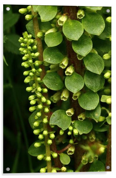 Ivybridge Pennywort Flora Acrylic by Bryan 4Pics