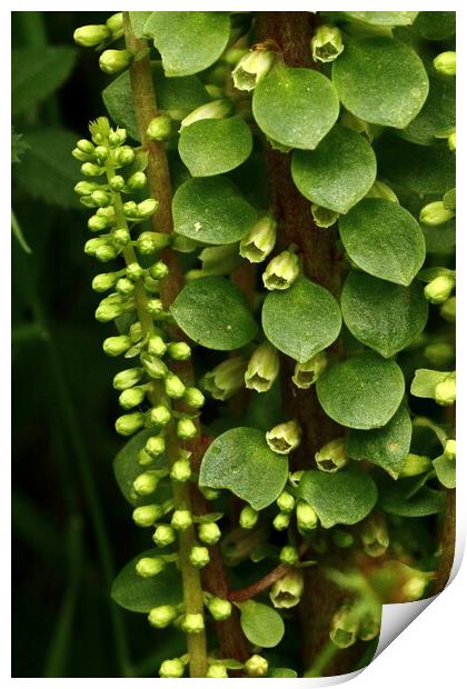 Ivybridge Pennywort Flora Print by Bryan 4Pics