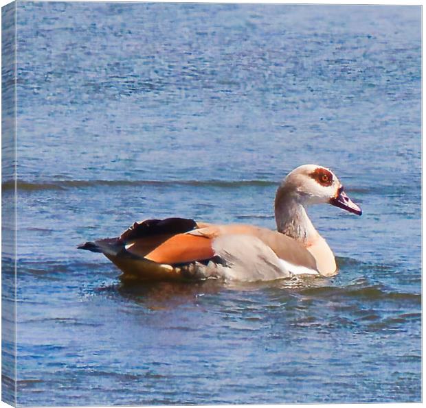 Egyptian Goose Canvas Print by chris hyde