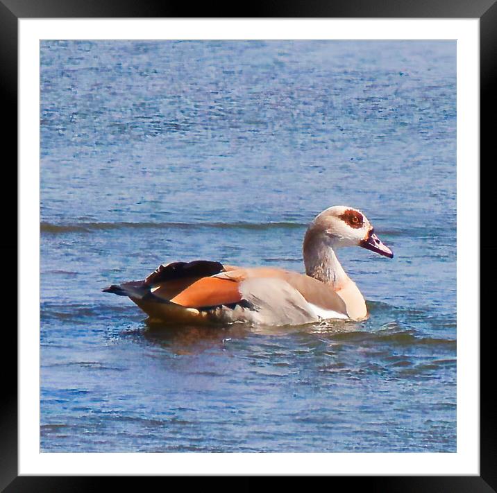 Egyptian Goose Framed Mounted Print by chris hyde