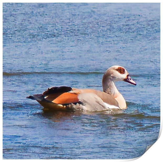 Egyptian Goose Print by chris hyde