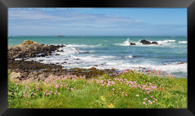 Thrift or Sea Pink on Guernsey Coast Framed Print by Pearl Bucknall