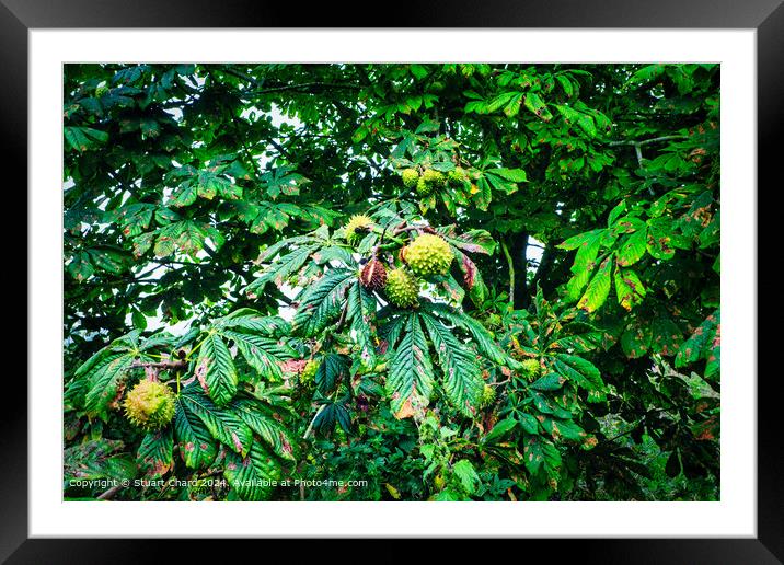 Hose Chestnut  Tree in Autumn Framed Mounted Print by Travel and Pixels 
