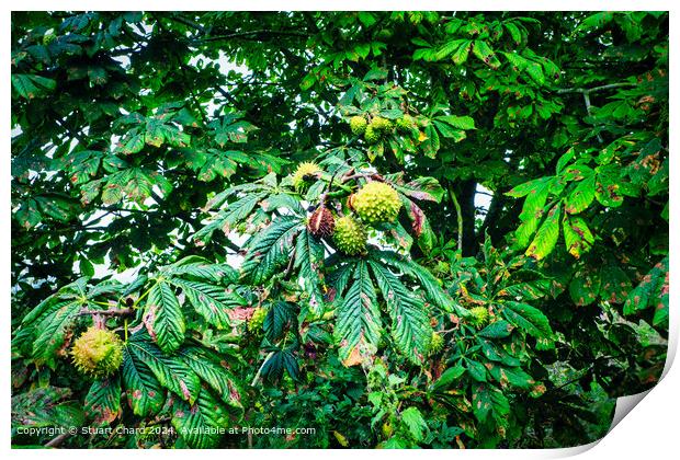 Hose Chestnut  Tree in Autumn Print by Travel and Pixels 