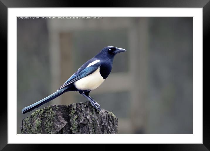 Magpie Framed Mounted Print by Tom McPherson