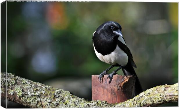 Magpie Canvas Print by Tom McPherson