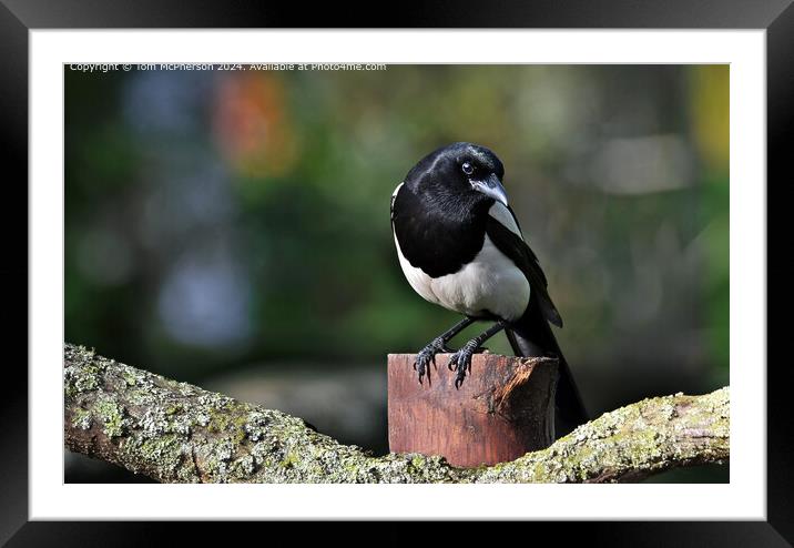 Magpie Framed Mounted Print by Tom McPherson