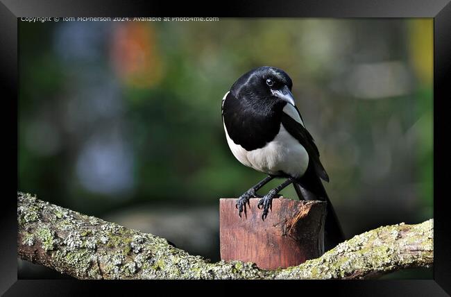 Magpie Framed Print by Tom McPherson