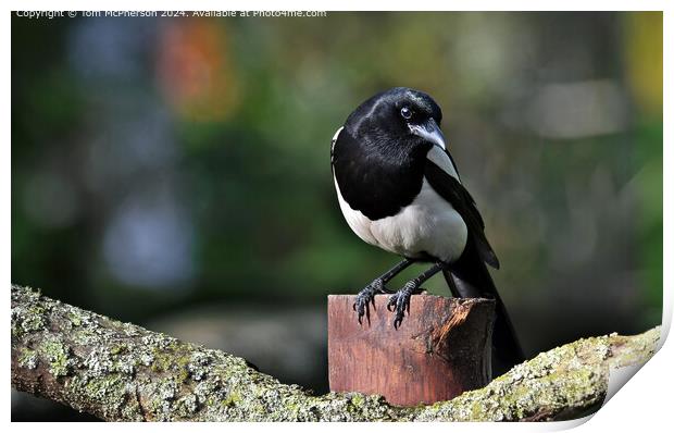 Magpie Print by Tom McPherson