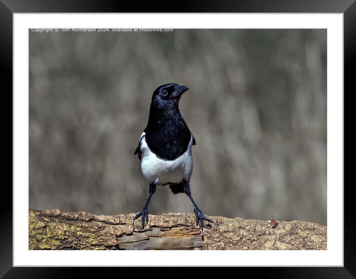 Magpie Framed Mounted Print by Tom McPherson
