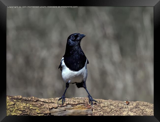 Magpie Framed Print by Tom McPherson
