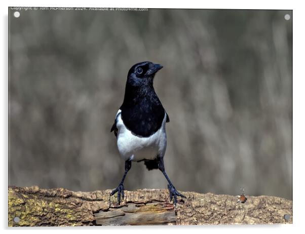 Magpie Acrylic by Tom McPherson