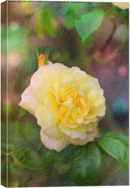 Hybrid Tea Rose from our Garden Canvas Print by Zahra Majid