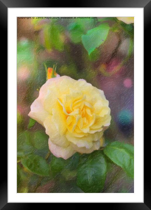 Hybrid Tea Rose from our Garden Framed Mounted Print by Zahra Majid