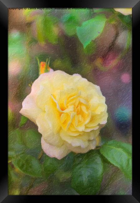Hybrid Tea Rose from our Garden Framed Print by Zahra Majid