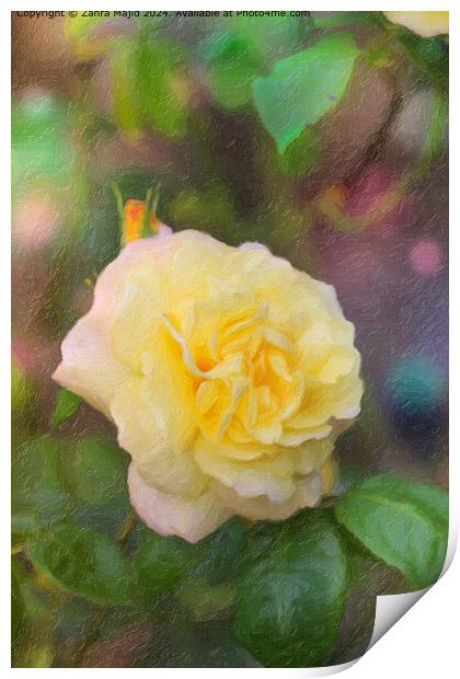 Hybrid Tea Rose from our Garden Print by Zahra Majid