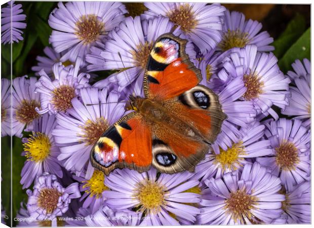 Peacock Butterfly Among Flowers Canvas Print by Kevin Wailes