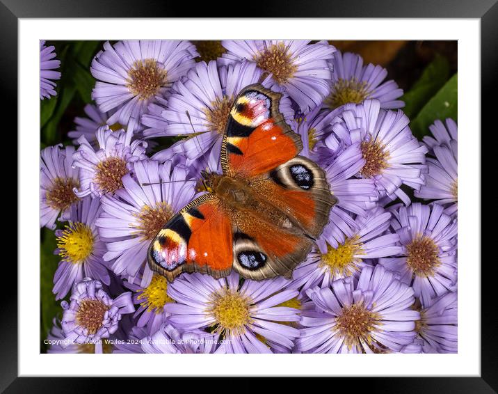 Peacock Butterfly Among Flowers Framed Mounted Print by Kevin Wailes