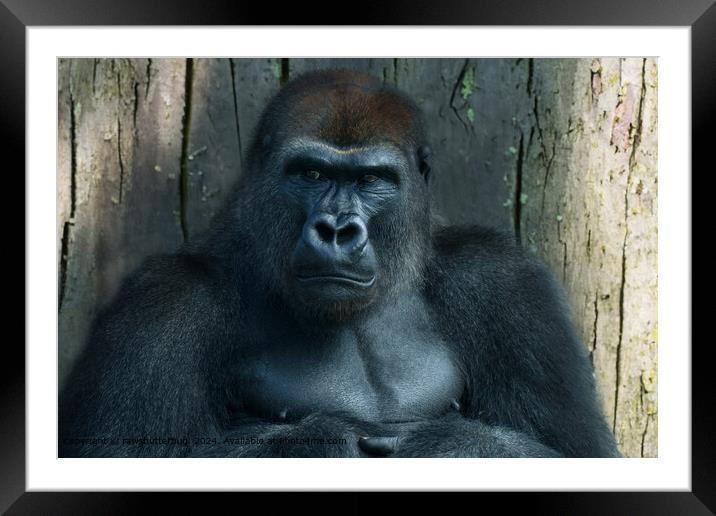A Silverback in the Making Framed Mounted Print by rawshutterbug 