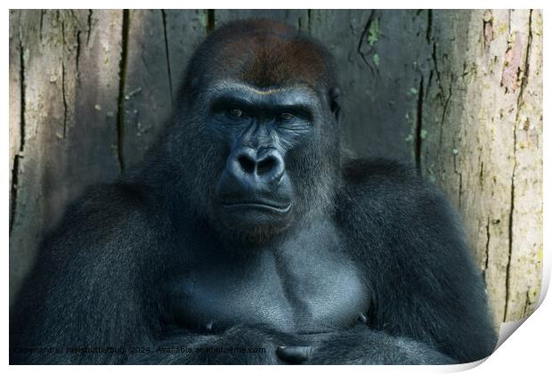 A Silverback in the Making Print by rawshutterbug 
