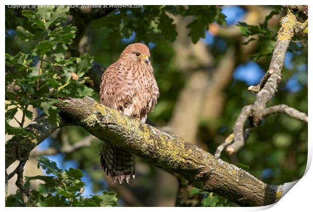 Common Kestrel Mothering Portrait Print by Kevin White