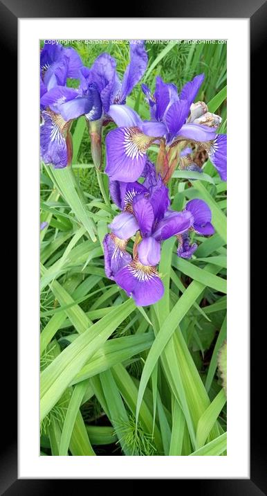 Purple Algerian Iris Bloom Framed Mounted Print by Barbara Rea