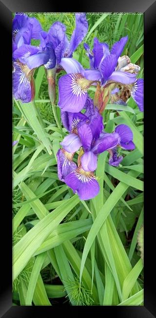 Purple Algerian Iris Bloom Framed Print by Barbara Rea