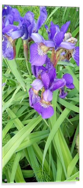 Purple Algerian Iris Bloom Acrylic by Barbara Rea