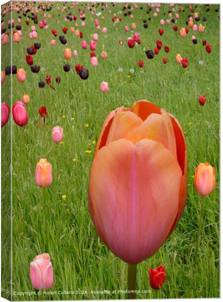 Tulips in a Meadow Canvas Print by Helen Cullens