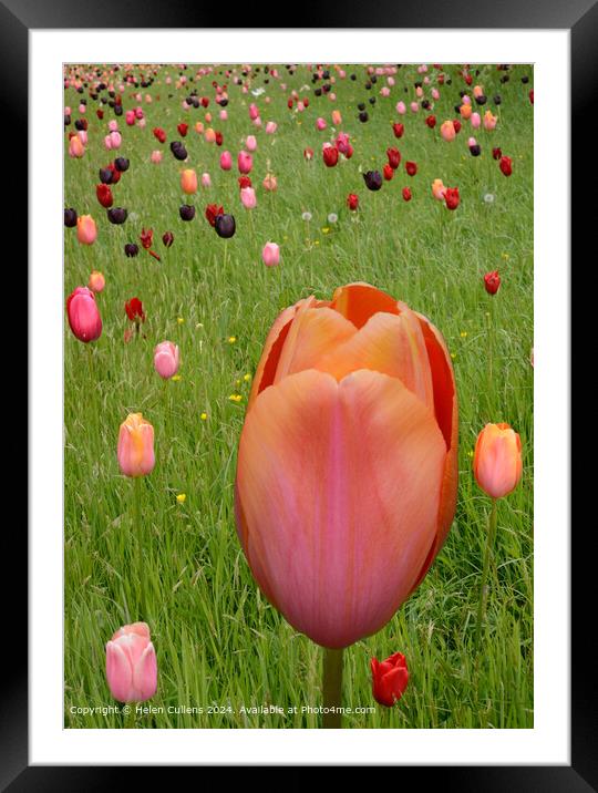 Tulips in a Meadow Framed Mounted Print by Helen Cullens