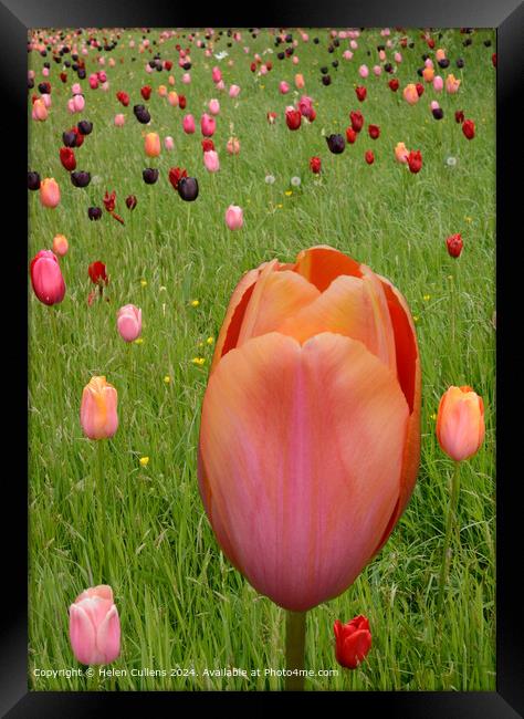 Tulips in a Meadow Framed Print by Helen Cullens