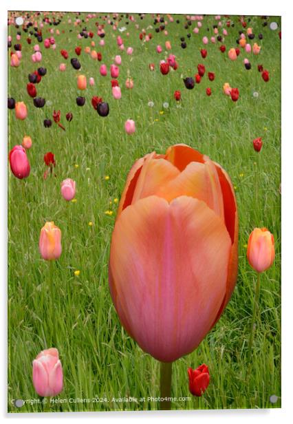 Tulips in a Meadow Acrylic by Helen Cullens