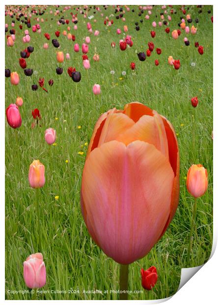 Tulips in a Meadow Print by Helen Cullens