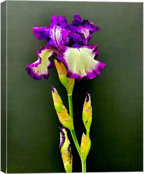 Study of Iris Flower 01 Canvas Print by Wall Art by Craig Cusins