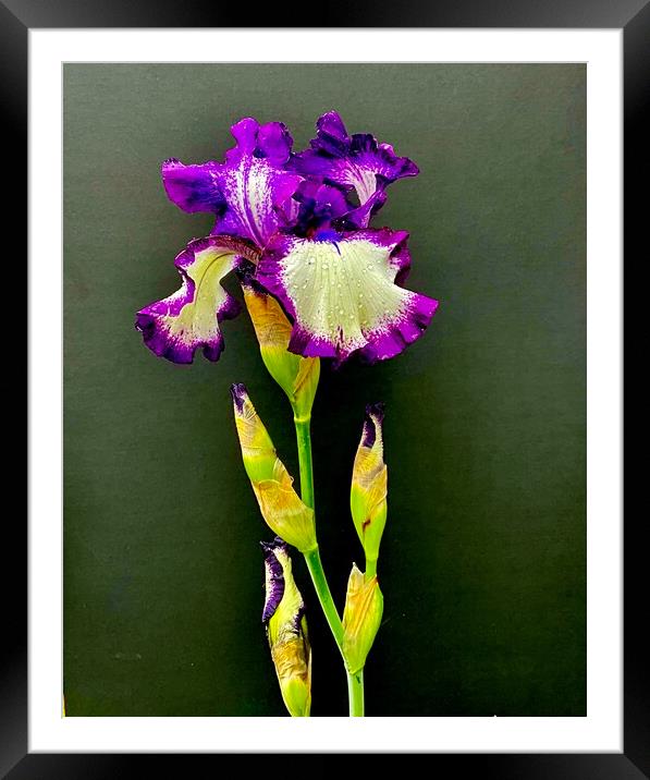 Study of Iris Flower 01 Framed Mounted Print by Wall Art by Craig Cusins