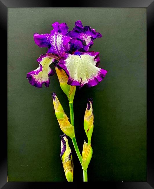 Study of Iris Flower 01 Framed Print by Wall Art by Craig Cusins