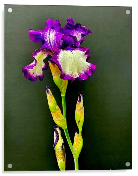 Study of Iris Flower 01 Acrylic by Wall Art by Craig Cusins