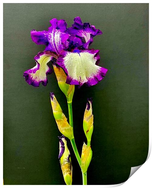 Study of Iris Flower 01 Print by Wall Art by Craig Cusins
