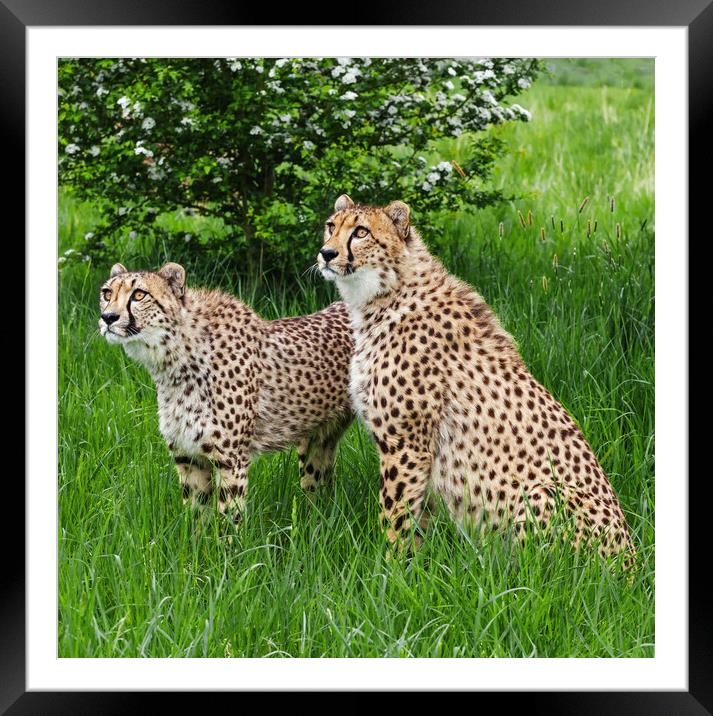 Cheetahs peering up from grassland Framed Mounted Print by Ian Duffield