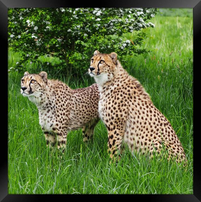 Cheetahs peering up from grassland Framed Print by Ian Duffield