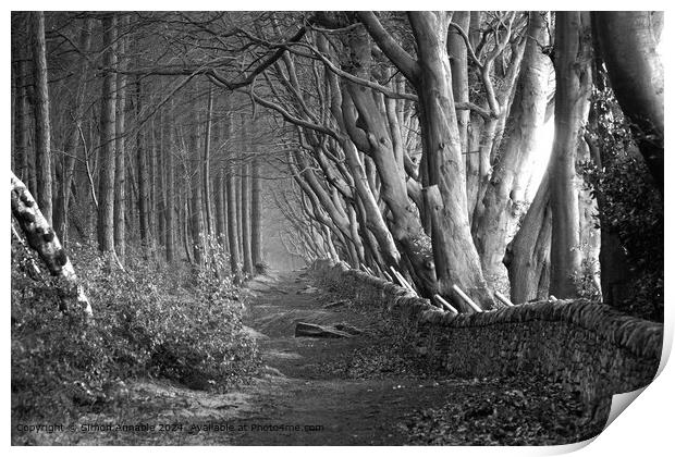 Beech Tree Lined Path Print by Simon Annable
