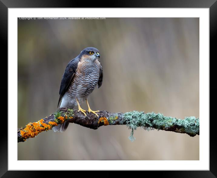 Agile Sparrowhawk  Framed Mounted Print by Tom McPherson