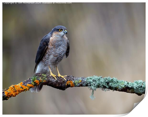 Agile Sparrowhawk  Print by Tom McPherson