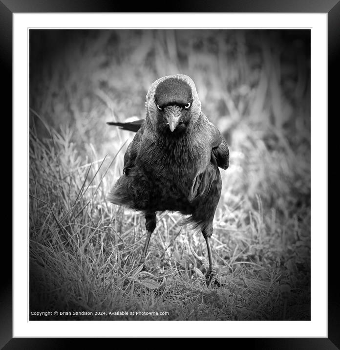 Dark Gothic Bird Image Framed Mounted Print by Brian Sandison