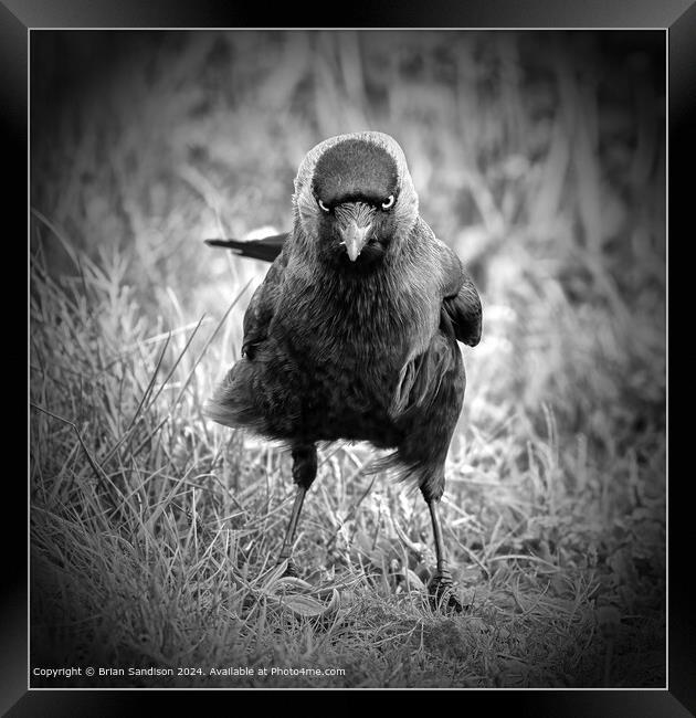 Dark Gothic Bird Image Framed Print by Brian Sandison