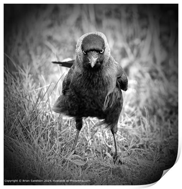 Dark Gothic Bird Image Print by Brian Sandison