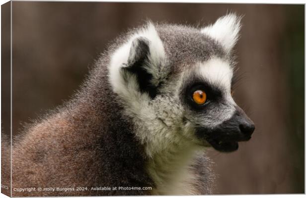 Lemur From Madagascar  Canvas Print by Holly Burgess