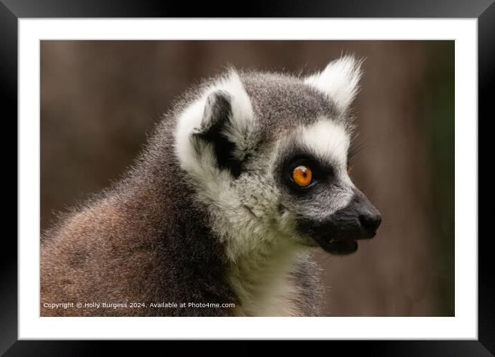 Lemur From Madagascar  Framed Mounted Print by Holly Burgess